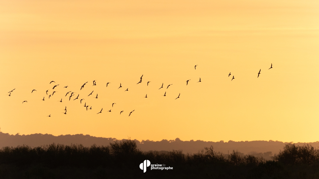 Masterclass Photo Ornithologique Arcachon
