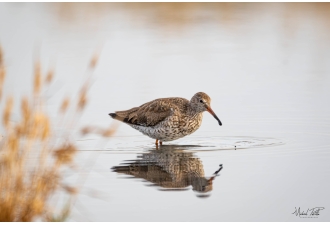 Masterclass Photo Ornithologique