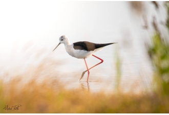 Masterclass Photo Ornithologique dans la Réserve Ornithologique du Teich