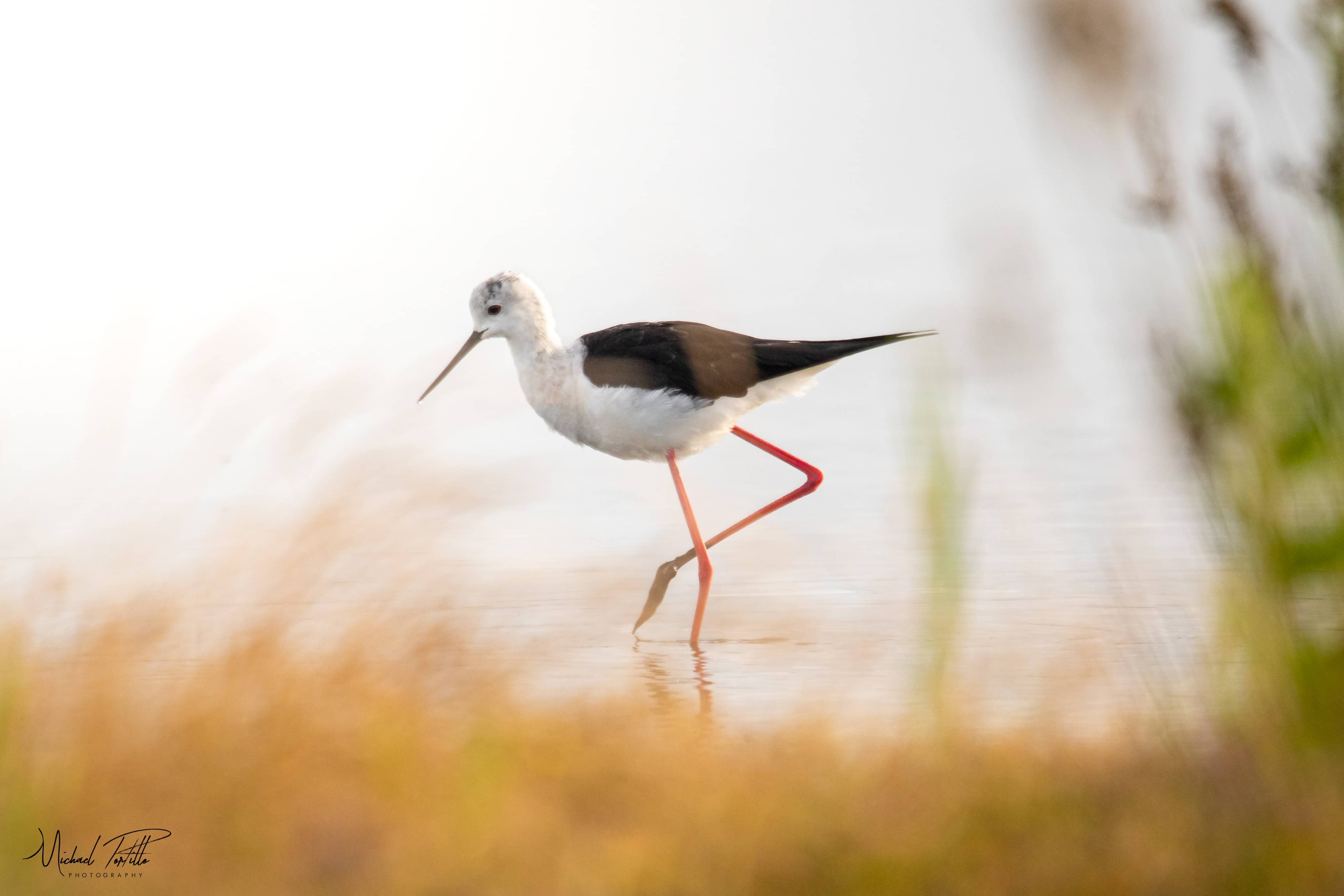 Masterclass Photo Ornithologique dans la Réserve Ornithologique du Teich