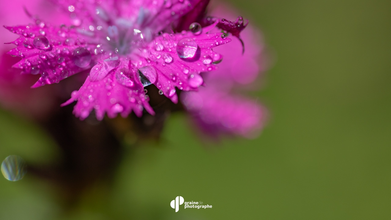 Macrophotographie : Initiation Paris